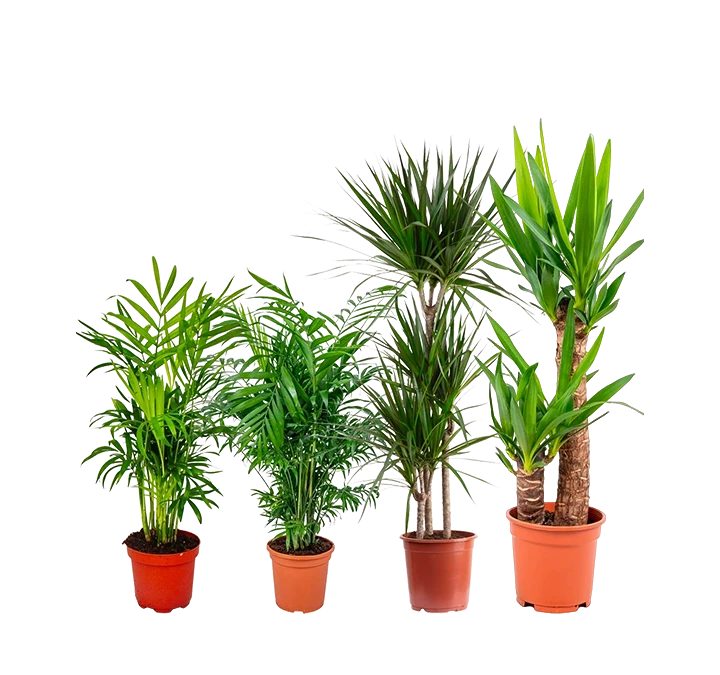 Plantes vertes